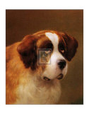Head of a St Bernard