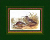 Ducks III