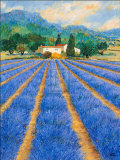 Champs de Lavande