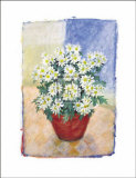 Chrysanthemum