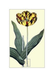 Castrum Dolores Tulip