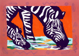 Young Zebra