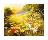 Evening Sun