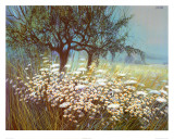 Field of Daisies