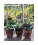 Four Pots of Auriculas