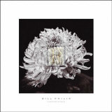 Chrysanthemum