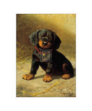 Puppy
