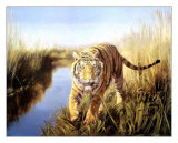 Tiger in the Indian Sunderbans