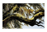 Leopard Sentry