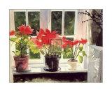 Poinsettias