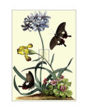 Polianthius  Oxalis and Iris