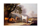 Grey Stallion with Mares and Foals