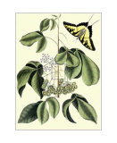 Papilio Antilochus