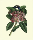Plumeria