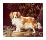 King Charles Spaniel