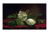 Magnolia Still Life I