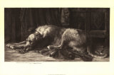 Irish Wolfhound