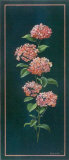 Hortensie