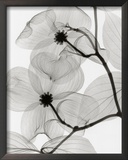 Dogwood Blossoms
