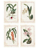 Orchids