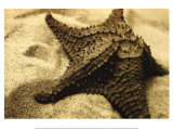 Starfish