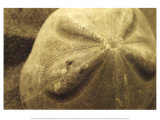 Sand Dollar