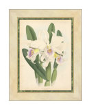 Fitch Orchid II