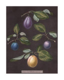 Plums