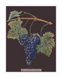 Purple Grapes