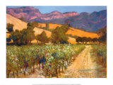 Wine Country