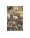 Tinted Tulips I