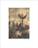 Tinted Tulips III