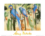 Parrots