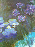 Water Lilies and Agapanthus