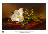 Magnolia Grandiflora