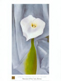 Calla Lilly On Grey