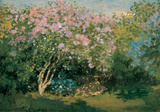 Blossoming Lilac in the Sun  c1873