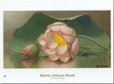 Lotus Blossom