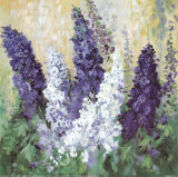 Larkspur in Blues