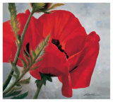 Red Poppy