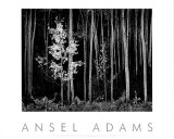 Aspens  Northern New Mexico  1958