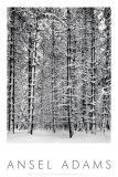Pine Forest in Snow  Yosemite National Park  1932