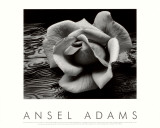 Rose and Driftwood  San Francisco  California