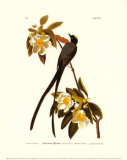 Fork-Tailed Flycatcher