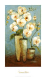 Orchid Ballet
