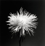 Flower Series XI