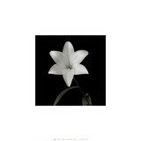 Flower Series VI