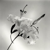Flower Series X