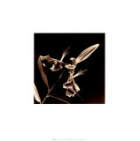 Flower Series V