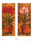 Amaryllis Petites
